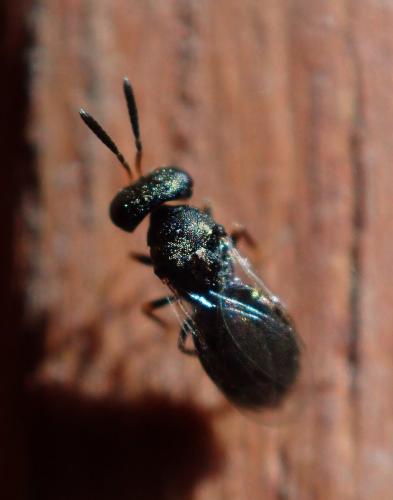 Pteromalinae